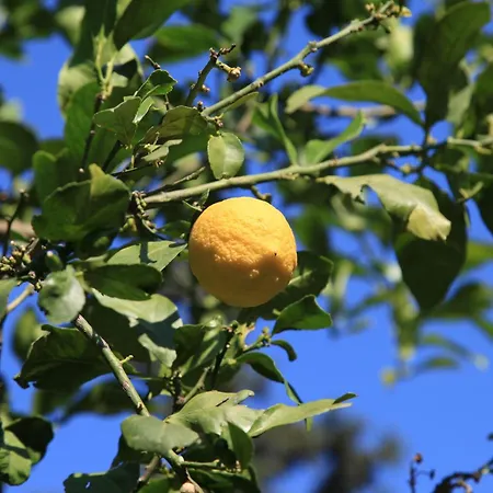 Konukevi Simge Çıralı